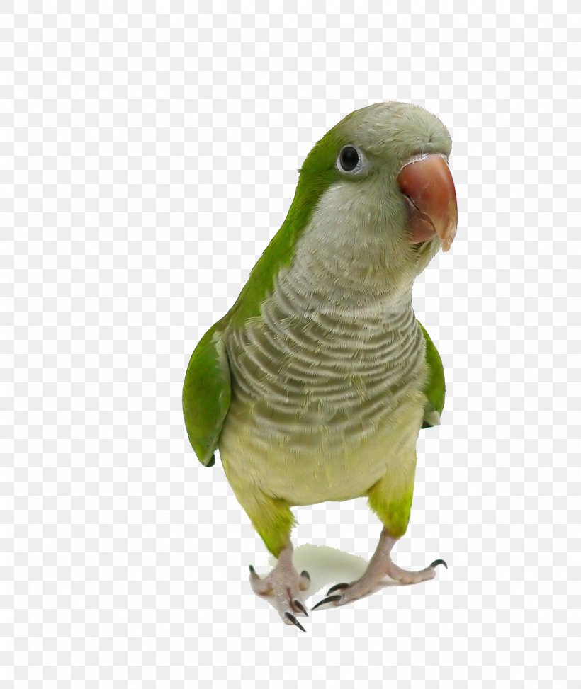 Monk Parakeet Parrot Bird Cockatiel Pet, PNG, 1130x1342px, Monk Parakeet, Beak, Bird, Bird Nest, Cage Download Free