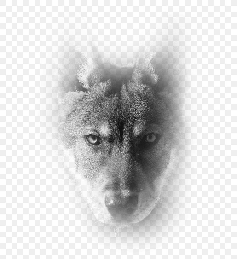 Shikoku Siberian Husky Norwegian Elkhound Saarloos Wolfdog Dog Breed, PNG, 633x895px, Shikoku, Black, Black And White, Breed, Carnivoran Download Free