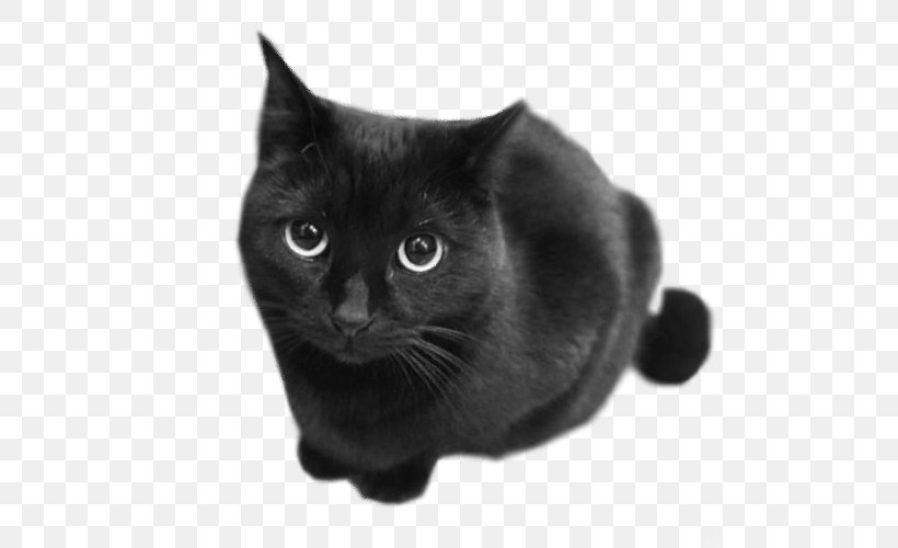 Chartreux European Shorthair Black Cat Korat British Shorthair, PNG, 500x500px, Chartreux, Animal, Asian, Black, Black And White Download Free