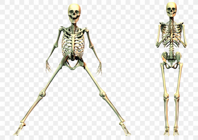 Human Skeleton, PNG, 1024x724px, Skeleton, Bone, Costume Design, Human, Human Skeleton Download Free