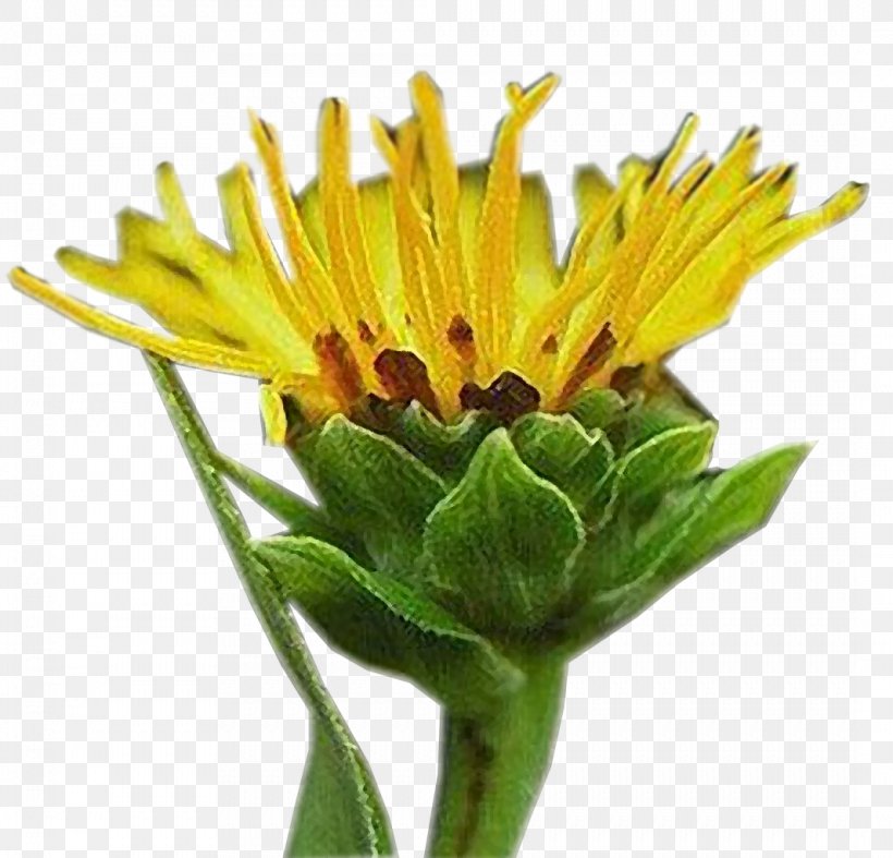 Dandelion Golden Samphire Blanket Flowers Safflower English Marigold, PNG, 1066x1024px, Dandelion, Annual Plant, Aster, Blanket, Blanket Flowers Download Free