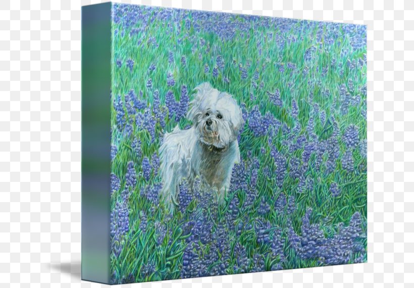 Schnoodle Bichon Frise Dog Breed Picture Frames, PNG, 650x570px, Schnoodle, Bichon, Bichon Frise, Bluebonnet, Breed Download Free