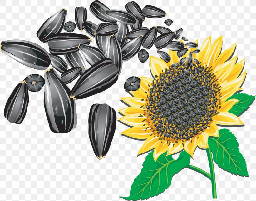 Sunflower Seed Common Sunflower Clip Art, PNG, 1275x1000px, Sunflower Seed, Art, Can Stock Photo, Common Sunflower, Cuisine Download Free