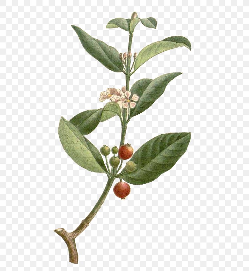 Barbados Cherry Malpighia Glabra Dietary Supplement Fruit, PNG, 544x894px, Barbados Cherry, Antilles, Ascorbic Acid, Branch, Cherry Download Free