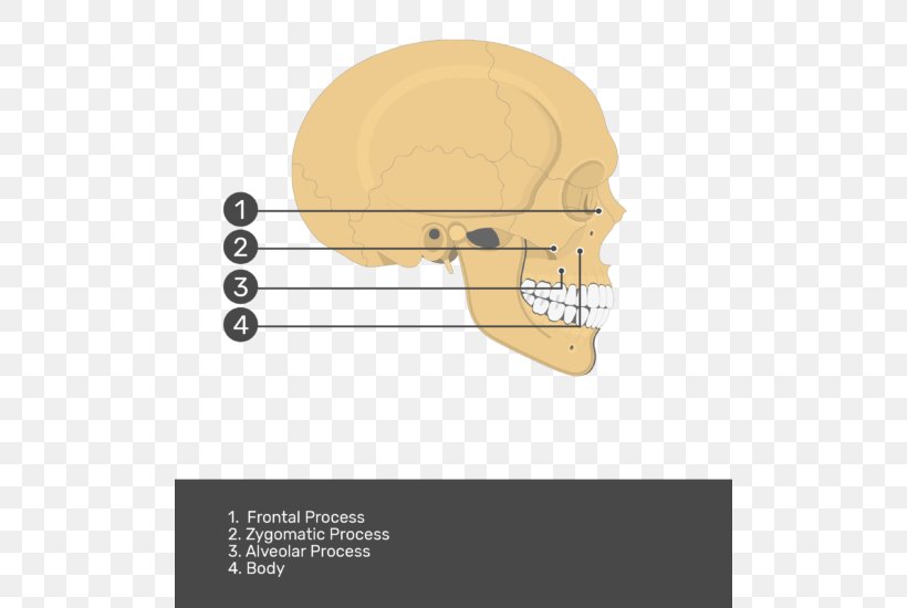 Jaw Product Design Angle Skull, PNG, 504x550px, Jaw, Bone, Cartoon, Diagram, Ear Download Free