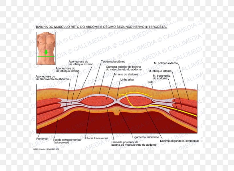 Nerve Rectus Abdominis Muscle Transversalis Fascia Rectus Sheath, PNG, 600x600px, Watercolor, Cartoon, Flower, Frame, Heart Download Free