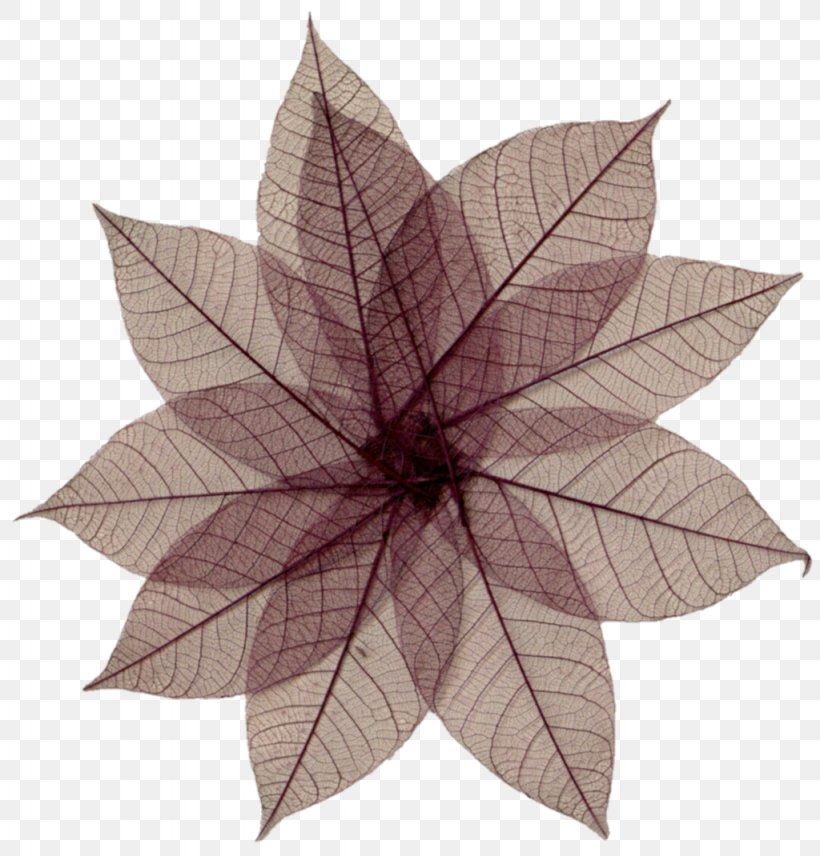 Pressed Flower Craft Leaf, PNG, 1024x1070px, Flower, Asianfanfics, Bone, Drawing, Drying Download Free