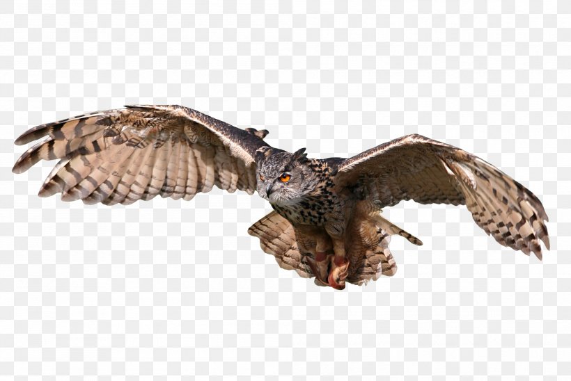 Great Horned Owl Bird Tawny Owl Eurasian Eagle-owl, PNG, 1999x1338px, Owl, Accipitriformes, Barn Owl, Beak, Bird Download Free