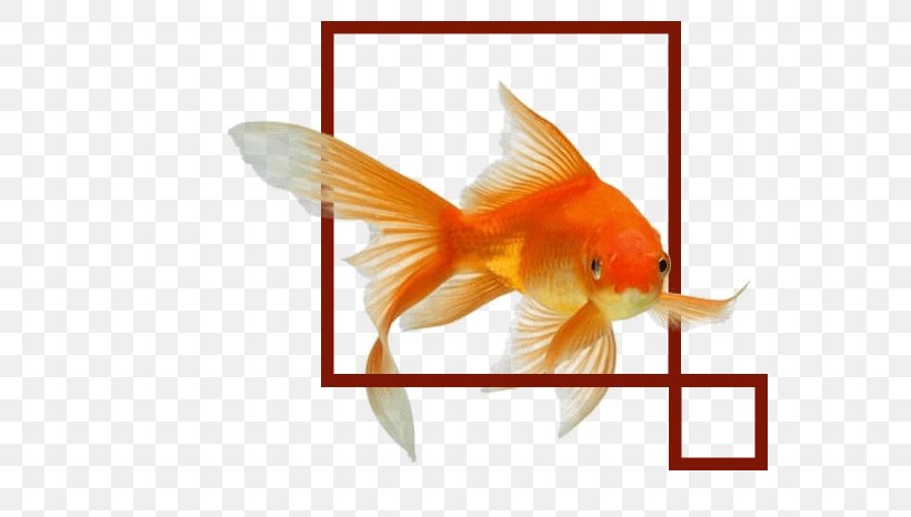 Stock Photography Common Goldfish Shutterstock Aquarium Image, PNG, 724x466px, Stock Photography, Aquarium, Bonyfish, Common Goldfish, Depositphotos Download Free