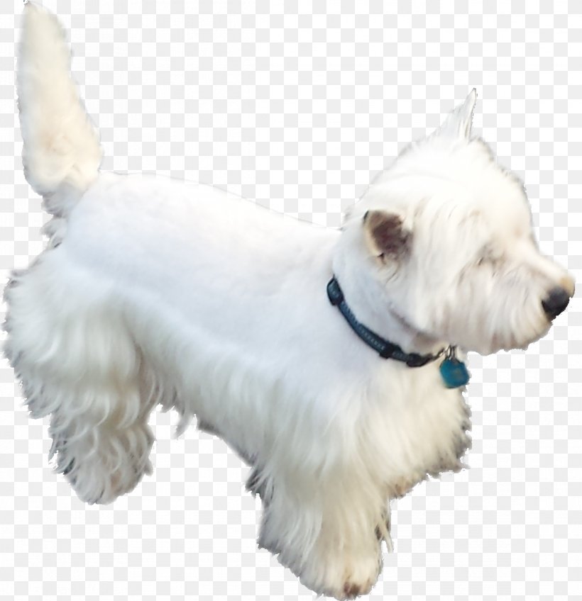 West Highland White Terrier Scottish Terrier Miniature Schnauzer Standard Schnauzer Companion Dog, PNG, 1164x1205px, West Highland White Terrier, Breed, Breed Group Dog, Carnivoran, Companion Dog Download Free