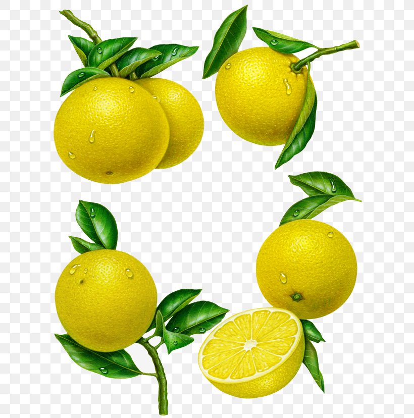 Clementine Grapefruit Tangerine Lemon Persian Lime, PNG, 640x828px, Clementine, Bitter Orange, Calamondin, Citric Acid, Citron Download Free