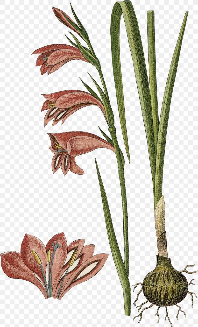Gladiolus Palustris Bulb Stock Photography, PNG, 1090x1800px, Gladiolus Palustris, Botanical Illustration, Botany, Bulb, Flora Download Free