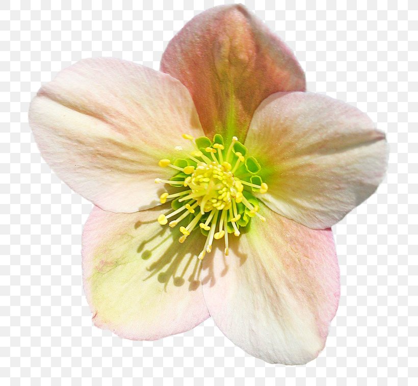 Helleborus Niger Flower Helleborus Orientalis Perennial Plant Garden Roses, PNG, 748x757px, Helleborus Niger, Annual Plant, Blossom, Flower, Flower Garden Download Free