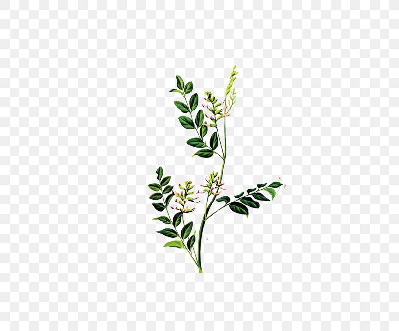 Liquorice Glycyrrhiza Uralensis Artemisia Argyi Herb Plant, PNG, 504x680px, Liquorice, Artemisia Argyi, Branch, Chinese Herbology, Extract Download Free