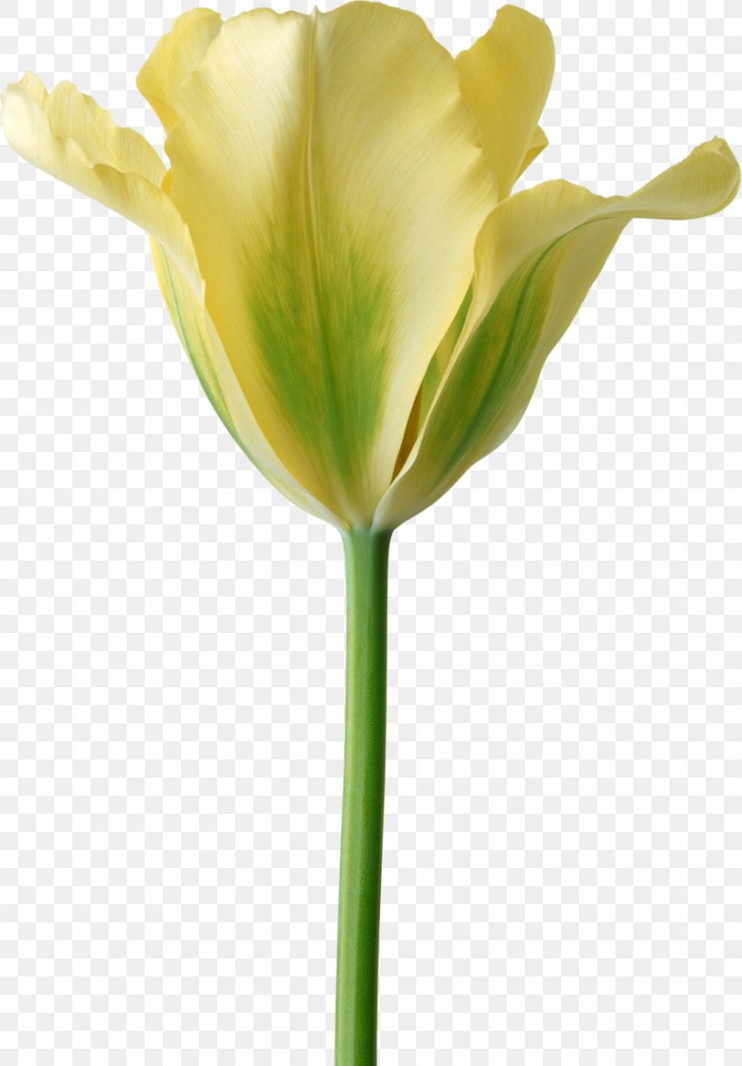 Tulip Cut Flowers Desktop Wallpaper, PNG, 890x1280px, Tulip, Blume, Bud, Cut Flowers, Floriculture Download Free