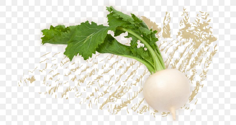 Vegetable Cartoon, PNG, 693x434px, Turnip, Asazuke, Cancer, Culantro, Ebara Foods Industry Inc Download Free