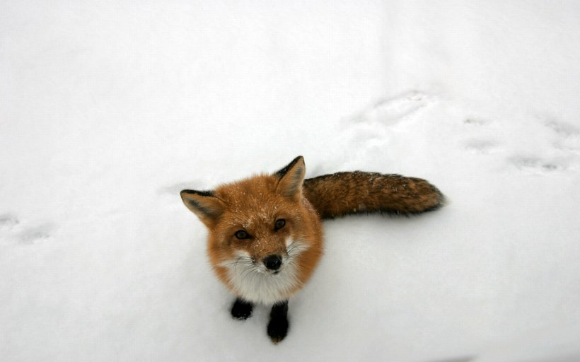 Arctic Fox Snow Winter Animal, PNG, 1680x1050px, Arctic Fox, Animal, Aspect Ratio, Cuteness, Dog Like Mammal Download Free