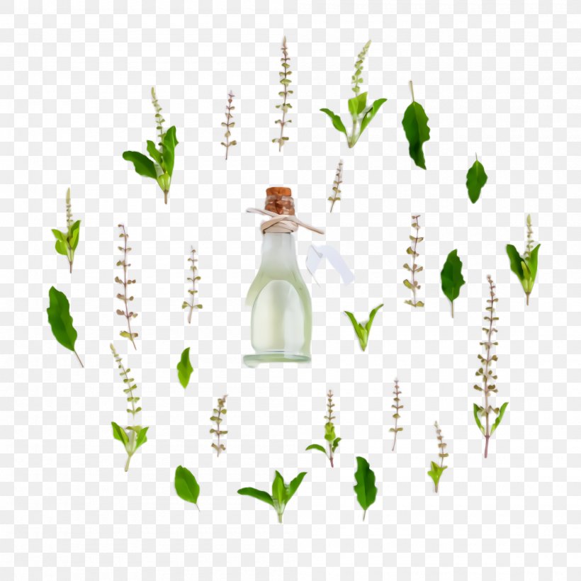 Green Leaf Bottle Plant Grass, PNG, 2000x2000px, Green, Bottle, Flower, Grass, Leaf Download Free