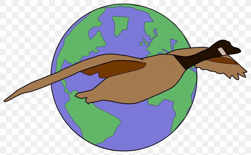 Beak Cygnini Anatidae Goose Duck, PNG, 1086x671px, Beak, Anatidae, Bird, Cygnini, Duck Download Free