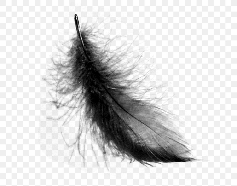 Bird Feather Clip Art, PNG, 642x644px, Bird, Black And White, Close Up, Drawing, Eyelash Download Free