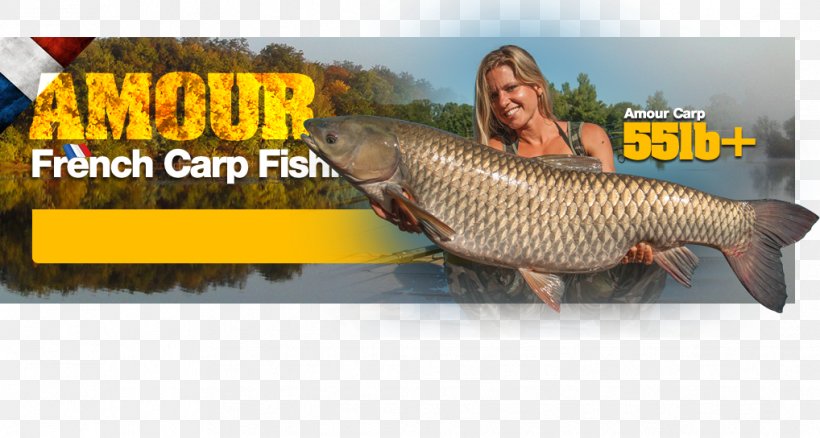 Carp Fish, PNG, 1018x544px, Carp, Animal Source Foods, Fauna, Fish, Organism Download Free