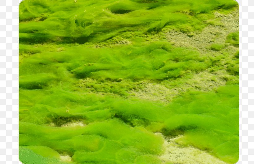 Green Algae Protist Algal Bloom Red Algae, PNG, 800x530px, Algae, Algal Bloom, Biology, Chloroplast, Diatom Download Free