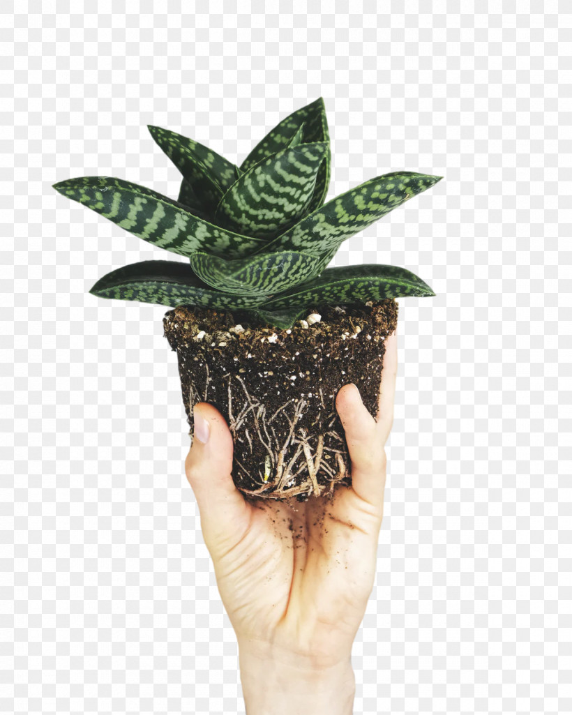 Leaf Flowerpot Science Plants Biology, PNG, 1200x1500px, Leaf, Biology, Flowerpot, Plant Structure, Plants Download Free