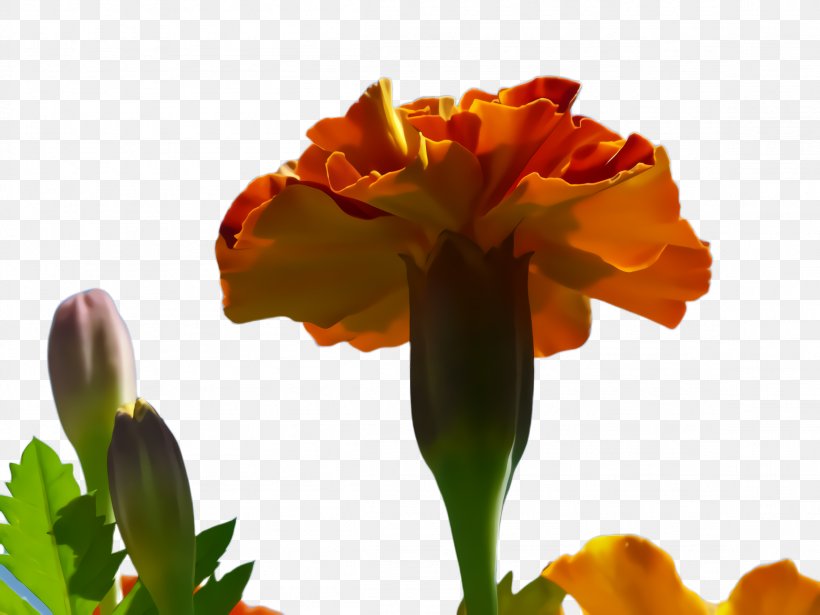 Lily Flower Cartoon, PNG, 2308x1732px, Marigold, Annual Plant, Bloom, Blossom, Closeup Download Free