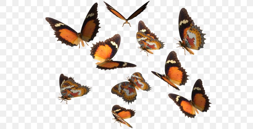 Monarch Butterfly Greta Oto Clip Art, PNG, 600x420px, Butterfly, Arthropod, Birdwing, Brush Footed Butterfly, Butterflies And Moths Download Free