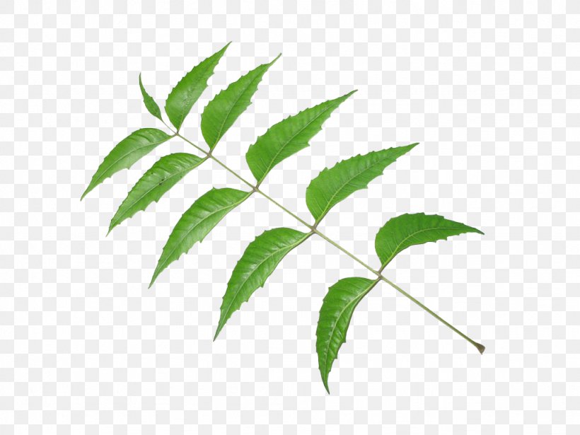 Neem Tree Neem Oil Leaf Pimenta Racemosa, PNG, 1024x768px, Neem Tree, Ayurveda, Azadirachta, Branch, Head Louse Download Free