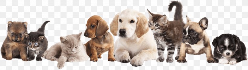 Puppy Pet Sitting Dog Kitten, PNG, 1801x516px, Puppy, Adoption, Animal, Animal Figure, Animal Rescue Group Download Free