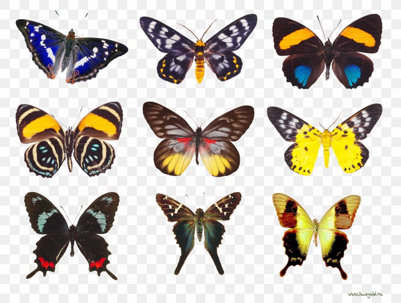 Butterfly Moth Insect Nymphalidae Clip Art, PNG, 2453x1852px, Butterfly, Animal, Arthropod, Brush Footed Butterfly, Butterflies And Moths Download Free