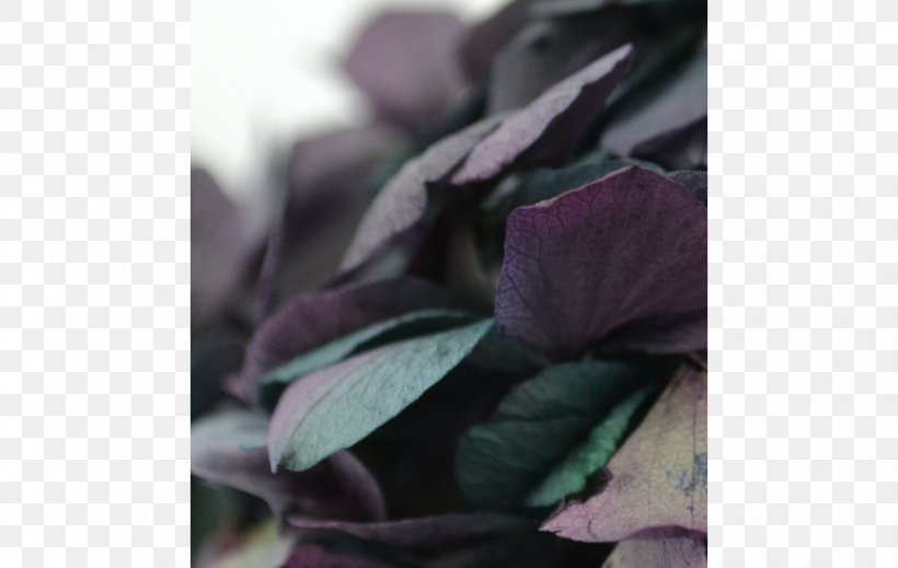 Close-up, PNG, 863x547px, Closeup, Petal, Plant, Purple, Violet Download Free