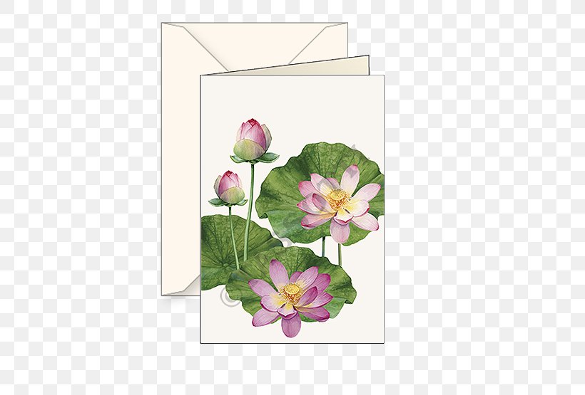 Floral Design Paper Cut Flowers, PNG, 555x555px, Floral Design, Cut Flowers, Flora, Floristry, Flower Download Free