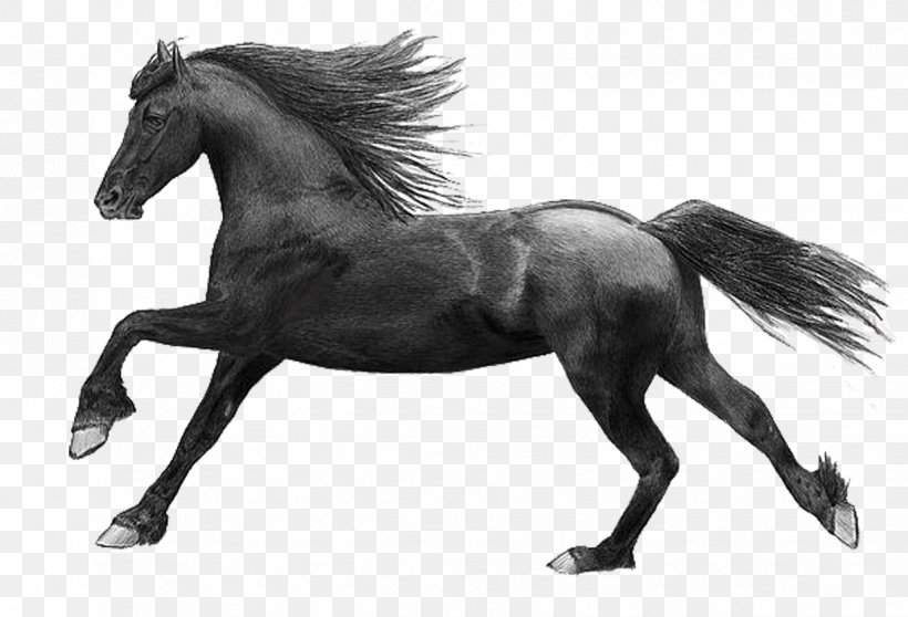 Mane Mustang Stallion Mare Pony, PNG, 1224x833px, Mane, Black And White, Bridle, Child, Early Childhood Education Download Free