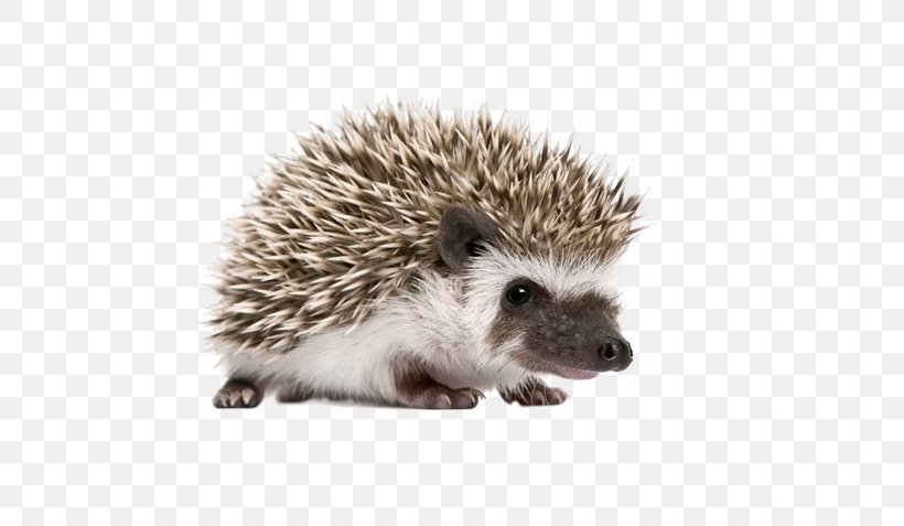Four-toed Hedgehog Stock Photography Domesticated Hedgehog Royalty-free Stock.xchng, PNG, 600x477px, Fourtoed Hedgehog, Atelerix, Depositphotos, Domesticated Hedgehog, Erinaceidae Download Free