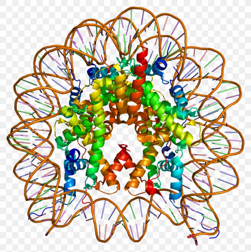 H2AFZ Histone H2A Nucleosome Histone Code, PNG, 975x982px, Histone, Art, Body Jewelry, Dna, Dna Methylation Download Free