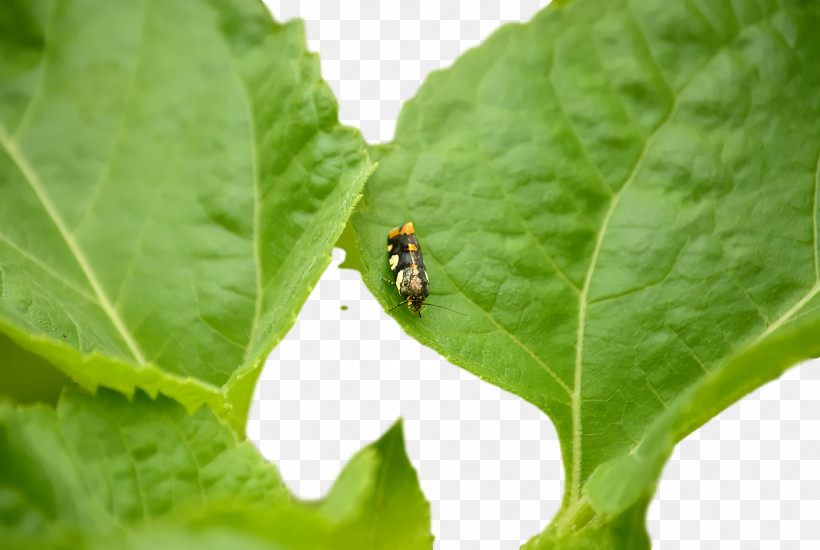 Insect, PNG, 1920x1290px, Insect Download Free