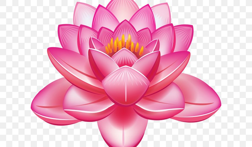 Lotus, PNG, 640x480px, Lotus Family, Aquatic Plant, Flower, Lotus, Petal Download Free