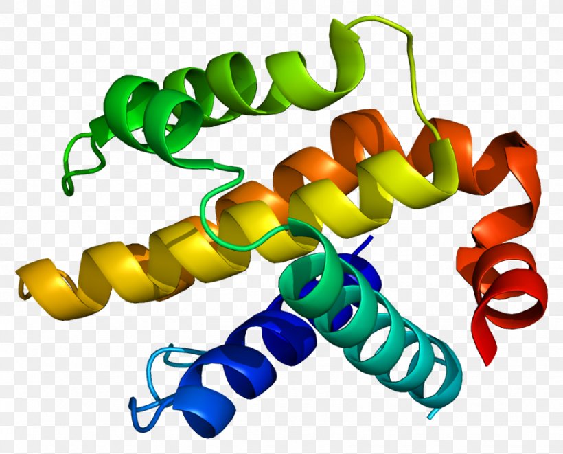 Bcl-2 Family BCL2-like 1 Bcl-2-associated X Protein Bcl-xL, PNG, 921x743px, Bcl2like 1, Apoptosis, Bcl2 Family, Bcl2 Homologous Antagonist Killer, Bclxl Download Free