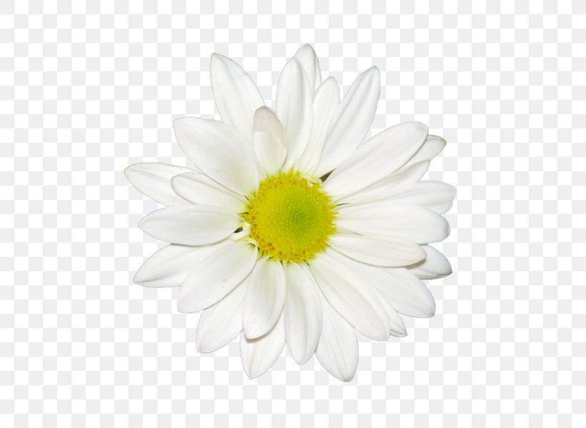 Chrysanthemum Tea Clip Art, PNG, 530x600px, Chrysanthemum Tea, Albom, Chamaemelum Nobile, Chrysanthemum, Chrysanths Download Free