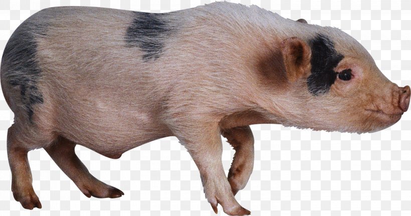 Domestic Pig Hogs And Pigs Clip Art, PNG, 3000x1578px, Domestic Pig, Animal Figure, Fauna, Hogs And Pigs, Livestock Download Free