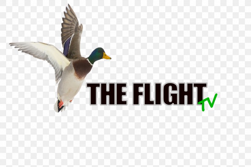 Mallard Duck Advertising Logo Beak, PNG, 1800x1200px, Mallard, Advertising, Beak, Bird, Duck Download Free