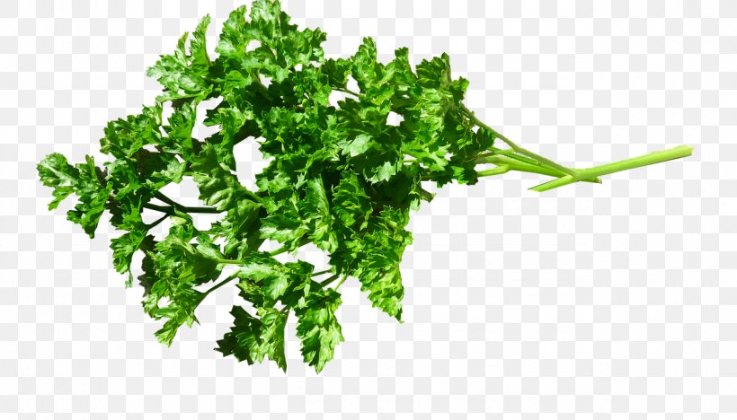 Parsley Food Herb Health Drink, PNG, 1280x732px, Parsley, Chicken Thighs, Drink, Fines Herbes, Food Download Free