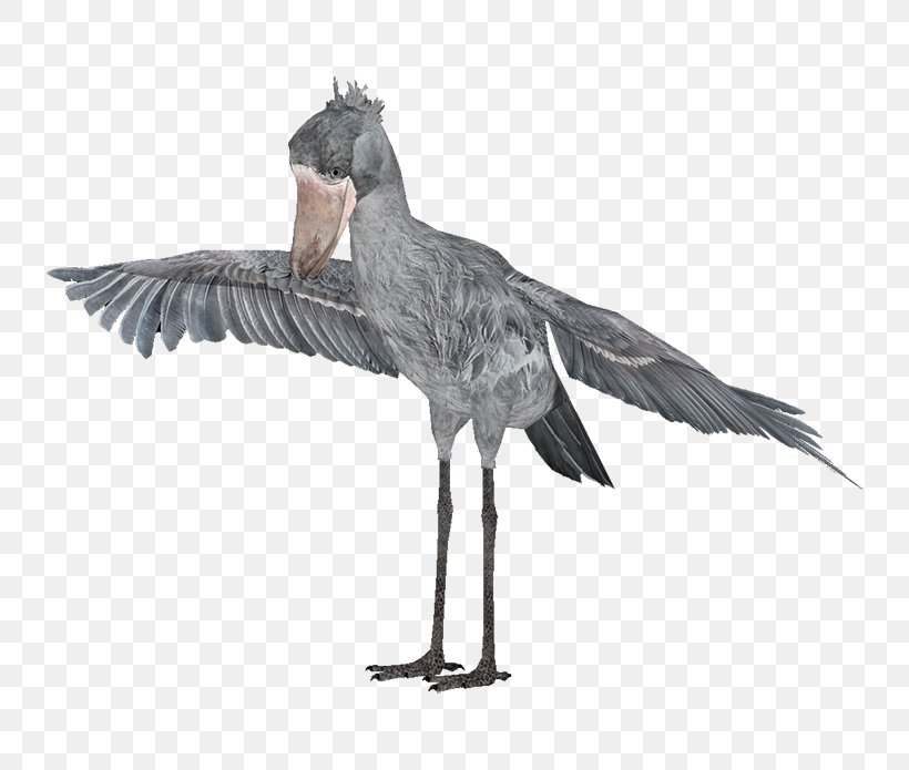 Shoebill Heron Bird Beak Animal, PNG, 800x695px, Shoebill, Animal, Australian Pelican, Balaeniceps, Beak Download Free
