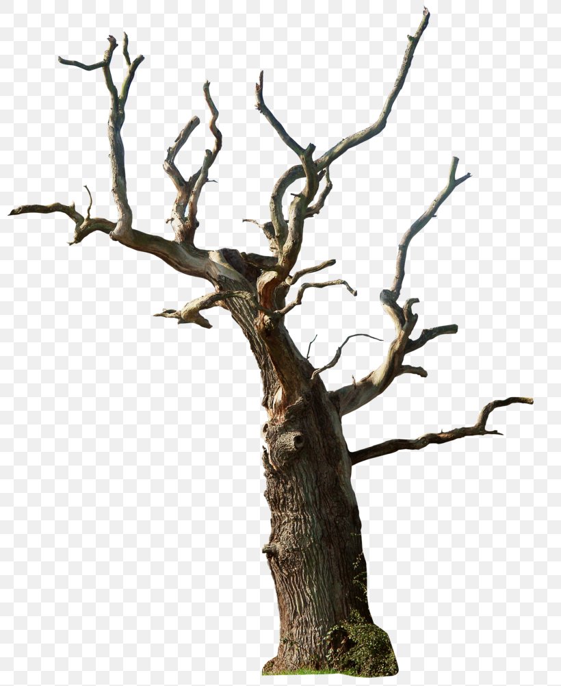 Tree Snag Branch Clip Art, PNG, 800x1002px, Tree, Branch, Death, Drawing, Forest Download Free