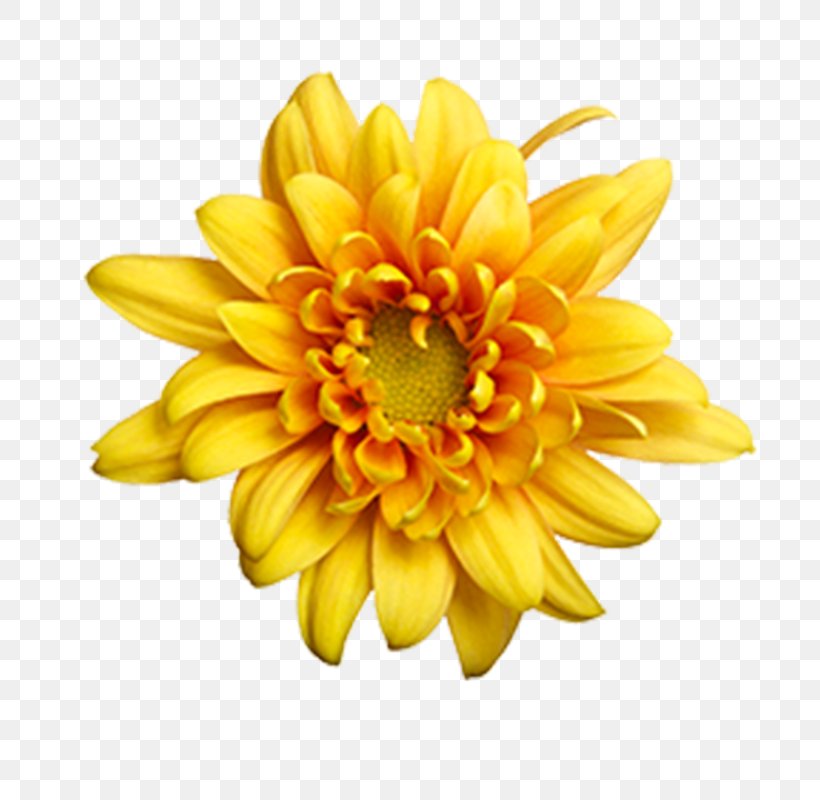 Chrysanthemum Dahlia Flower Common Daisy Yellow, PNG, 800x800px, Chrysanthemum, Blue, Chrysanths, Color, Common Daisy Download Free