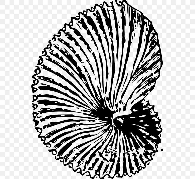 Dinosaur Fossils Seashell Ammonites Clip Art, PNG, 555x753px, Fossil, Ammonites, Black And White, Color, Coloring Book Download Free