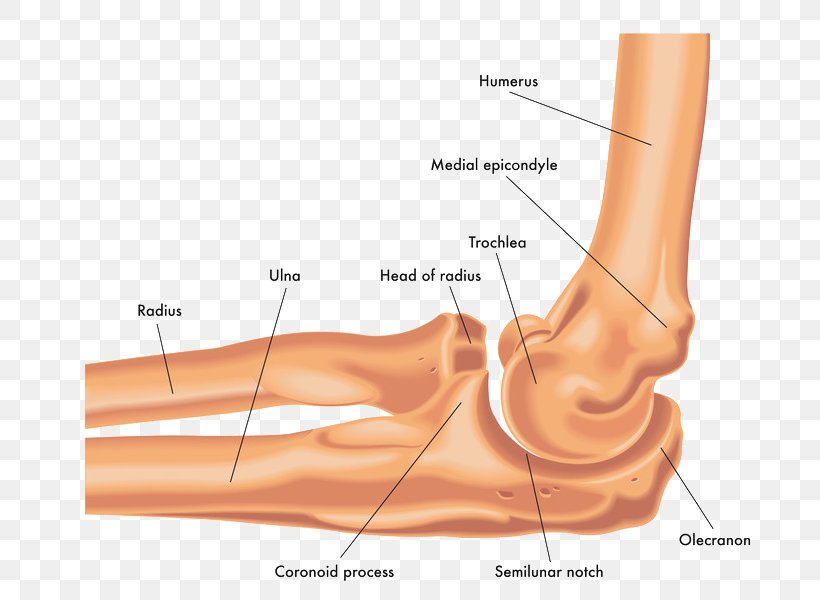 Elbow Ulna Joint Radius Bone, PNG, 800x600px, Watercolor, Cartoon, Flower, Frame, Heart Download Free