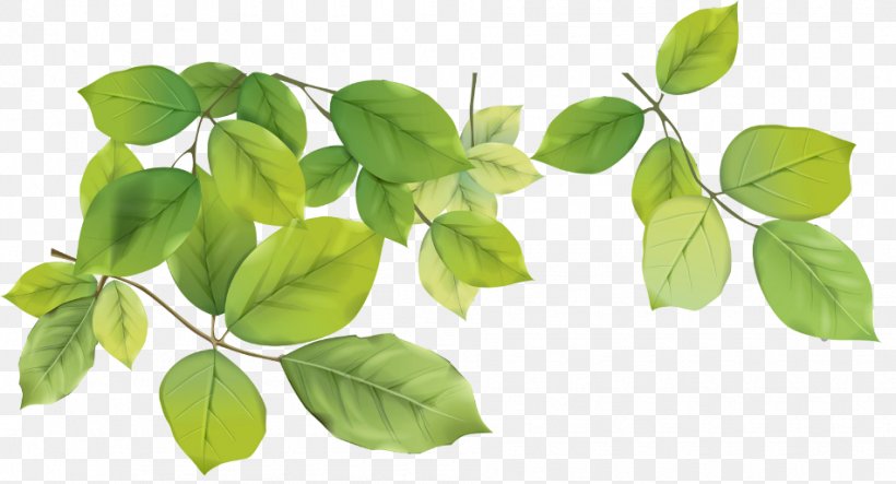 Green Clip Art, PNG, 950x514px, Green, Autumn Leaf Color, Basil, Branch, Color Download Free